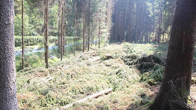 Die gefällten Bäume sind bereits aufgearbeitet.  Foto: Friedwald Schedel