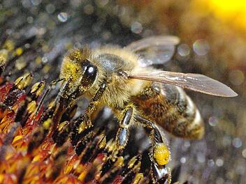 Für Bienen wird es immer schwieriger, Blumen zu finden. Hobbygärtner sollten deshalb mit der Mahd warten, bis der Bienenflug aufhört. Foto: privat