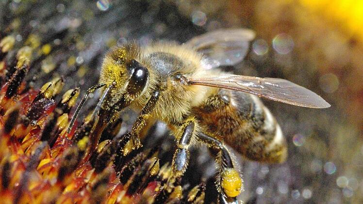 Für Bienen wird es immer schwieriger, Blumen zu finden. Hobbygärtner sollten deshalb mit der Mahd warten, bis der Bienenflug aufhört. Foto: privat