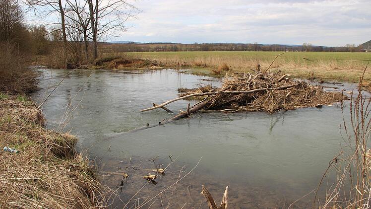 Das Wasserwirtschaftsamt hilft nach, dass die Lauer wieder natürlich wird, wie hier in der Aulage bei Münnerstadt.Heike Beudert