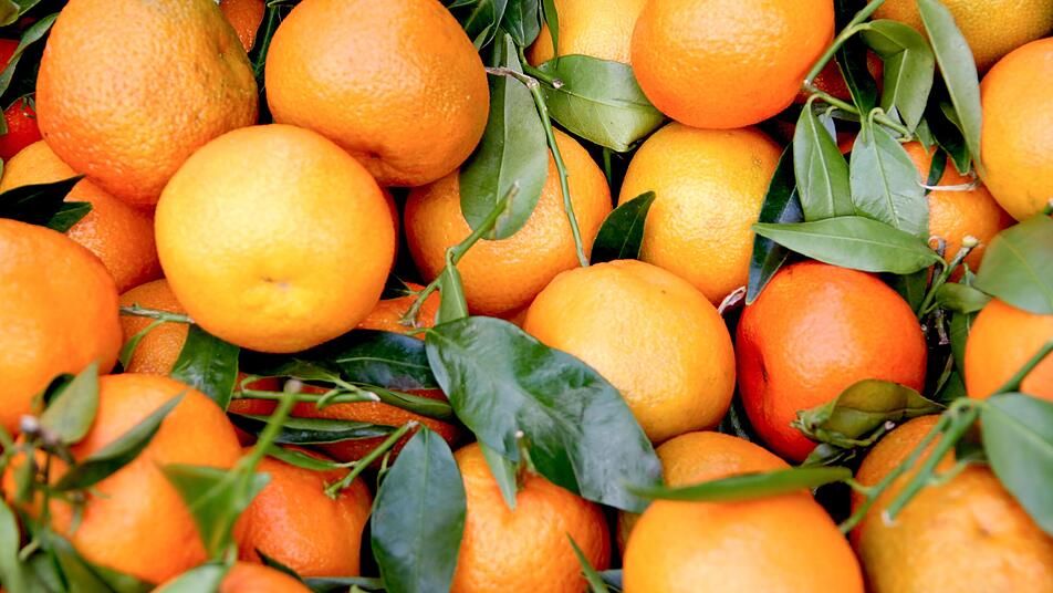 obsternte im herbst so ernten und lagern sie die fruchte aus dem garten am besten