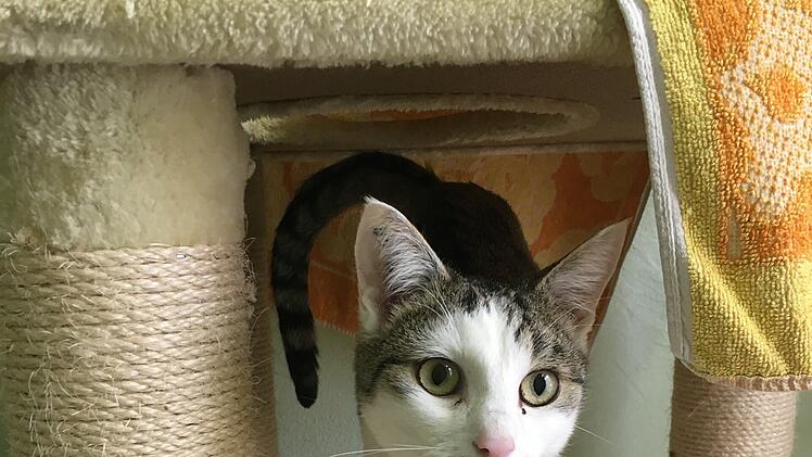 Tierheim Bamberg: Kater Schröder hat "nur ein kleines Problem"