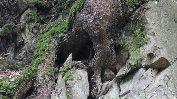 Die Bäume haben sich an der Felsnase festgekrallt. Foto: Friedwald Schedel