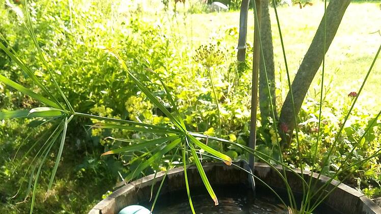 Naturnah: Der Garten von Cindy Köhler erstreckt sich über 1400 Quadratmeter und ist ein Dorado für Insekten. Foto: Cindy Köhler