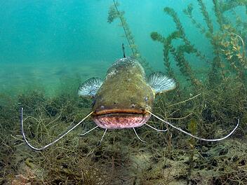 Schwimmerin der der Oberpfalz von Fisch in Fu&szlig; gebissen
