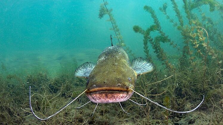 Schwimmerin der der Oberpfalz von Fisch in Fu&szlig; gebissen