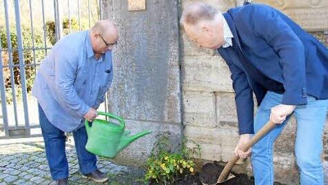 Klaus Schebler und Bürgermeister Helmut Blank haben den Rosenstock gepflanzt.