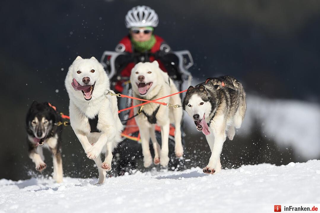 Schlittenhunderennen in Unterjoch