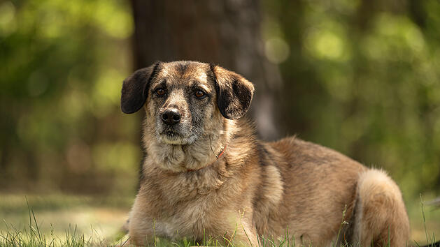 Tierheim N&uuml;rnberg: H&uuml;ndin Shanty "wartet und wartet und wartet"