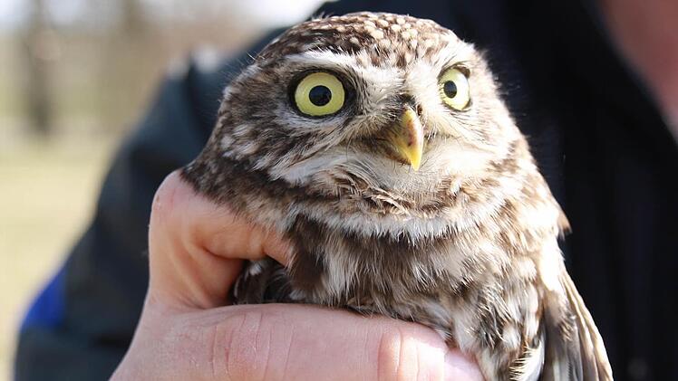 Erfolgreich: 47 Steinkäuzchen-Brutpaare gibt es mittlerweile im Landkreis. Foto: privat