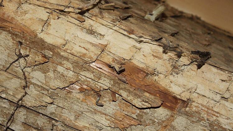 Holz muss untersucht werden.Foto: Anette Schreiber