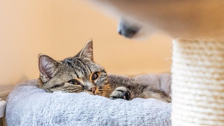 Tierheim Nürnberg mit bewegender Kater-Geschichte: "Alles kam anders"