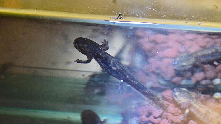Nahaufnahme der Feuersalamander im Aquarium bei Hans-Georg Mommsen.  Foto: Kathrin Kupka-Hahn