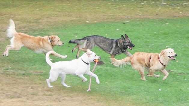 CSU mit Antrag im Stadtrat Kitzingen: Hunde ab März anleinen
