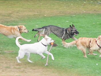 CSU mit Antrag im Stadtrat Kitzingen: Hunde ab M&auml;rz anleinen