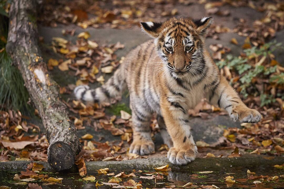 Tiger-Nachwuchs entwickelt sich prächtig in Nürnberg