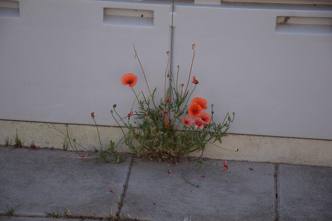 Unser Dorf hat Zukunft