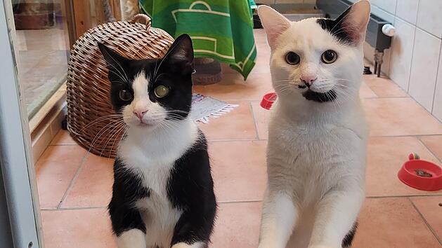 Tierheim Kulmbach: Schicksal von zwei Katzen "macht einfach nur traurig"