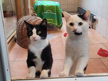 Tierheim Kulmbach: Schicksal von zwei Katzen "macht einfach nur traurig"