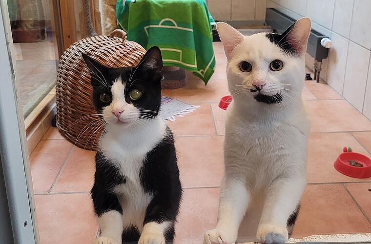 Tierheim Kulmbach über Schicksal von Mutter und Sohn: "nur traurig"