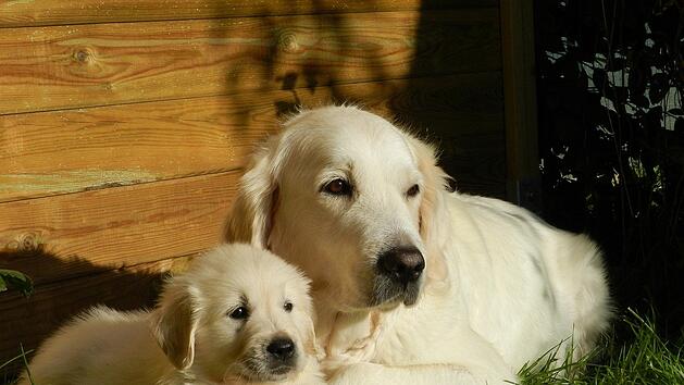 Der Golden Retriever gehört zu den beliebtesten Familienhunden.