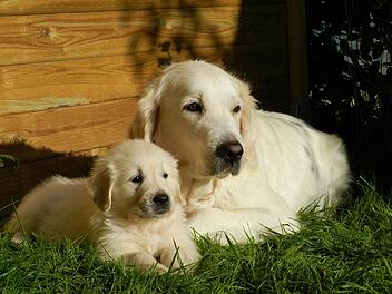 Der Golden Retriever gehört zu den beliebtesten Familienhunden.