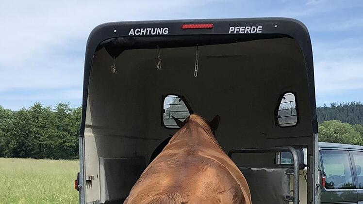 Das Pferd konnte alleine in den Anhänger laufen.