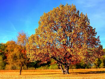 Warmer November steht bevor: Wetterexperten geben ihre Prognosen ab