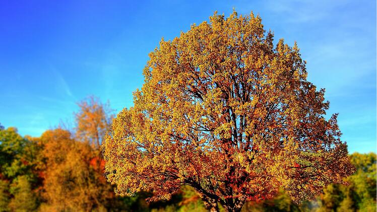 Warmer November steht bevor: Wetterexperten geben ihre Prognosen ab