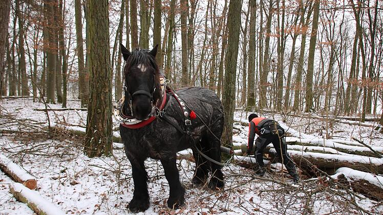 Tobias Dotter und sein Pferd bei der Arbeit im Wald.  Foto: Ralf Ruppert