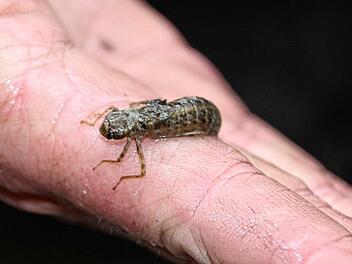 abfischenfotodianafuchs (11)