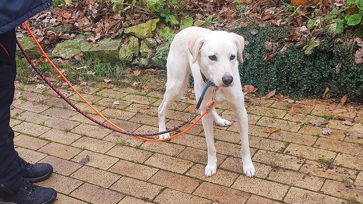 Hund Marlo aus Tierheim Bamberg braucht Zuhause