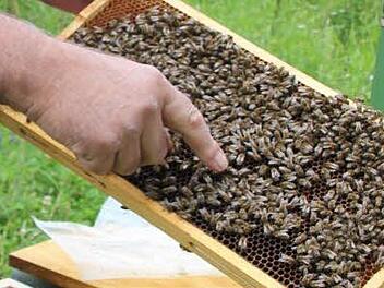 Bodo Schäfer aus Ruppach in seinem Element (und dem Blaumann): "Hier ist ja die Königin", freut er sich, da er sich um ein Volk sorgte, das dem Verein gehört. Fotos: Ralf Kestel