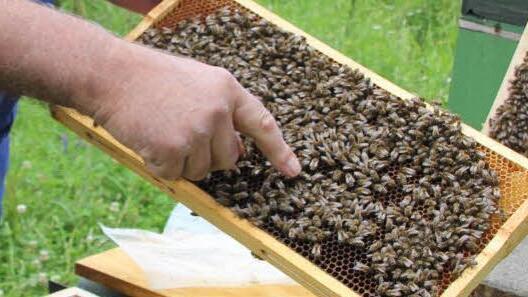 Bodo Schäfer aus Ruppach in seinem Element (und dem Blaumann): "Hier ist ja die Königin", freut er sich, da er sich um ein Volk sorgte, das dem Verein gehört. Fotos: Ralf Kestel