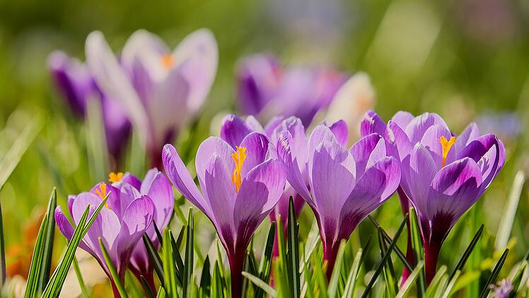 Krokus - 10 Pflanzen für schattige Garten und Balkon