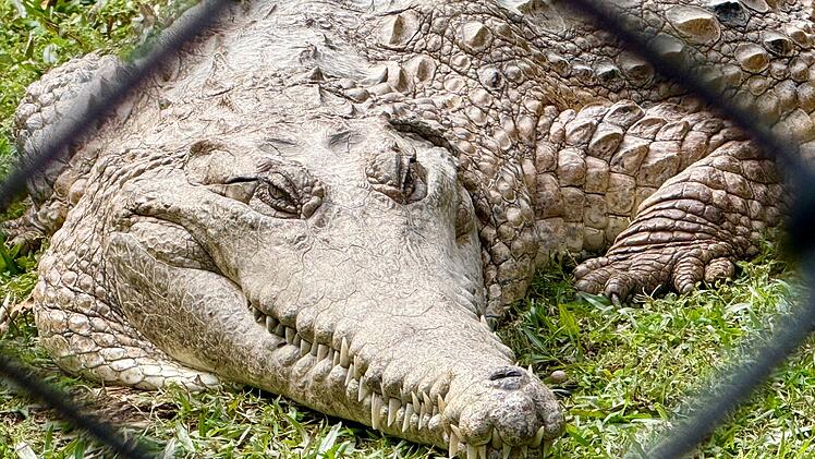 20. Todestag von &laquo;Crocodile Hunter&raquo; Steve Irwin