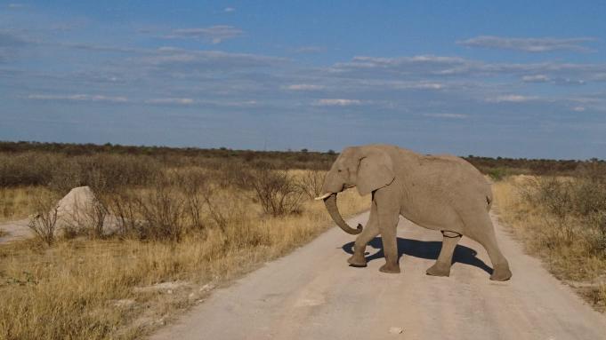 Elefant quert die Fahrbahn.