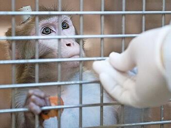 Versuche an Tieren - hier ein Rhesusaffe mit einem Implantat in der Tierhaltung im Max-Planck-Institut für biologische Kybernetik in Tübingen - sind keineswegs alternativlos, sagt der Mediziner Andreas Ganz.  Foto: Marijan Murat, dpa