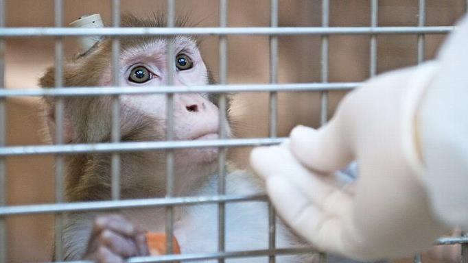 Versuche an Tieren - hier ein Rhesusaffe mit einem Implantat in der Tierhaltung im Max-Planck-Institut für biologische Kybernetik in Tübingen - sind keineswegs alternativlos, sagt der Mediziner Andreas Ganz.  Foto: Marijan Murat, dpa