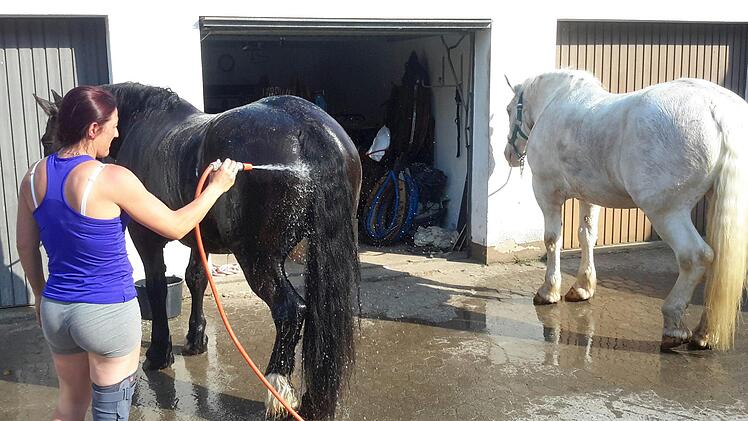 Nach der Tour kommt den Pferden die erfrischende Dusche sehr gelegen. Dann können sich die Vierbeiner ausruhen.