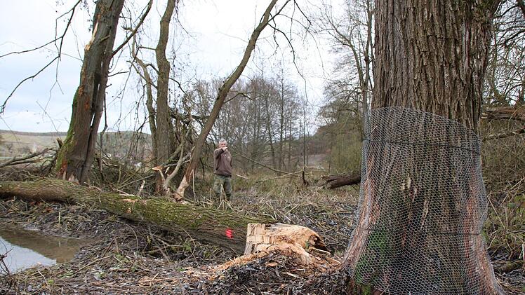 Bilder von der Teichanlage des ASV Hammelburg oberhalb von Obereschenbach. Foto: Ralf Ruppert