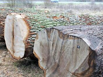 Solch prachtvolle Stämme bringen den Eigentümern bei Wertholzversteigerungen viel Geld ein. Foto: Ralf Kestel/Archiv