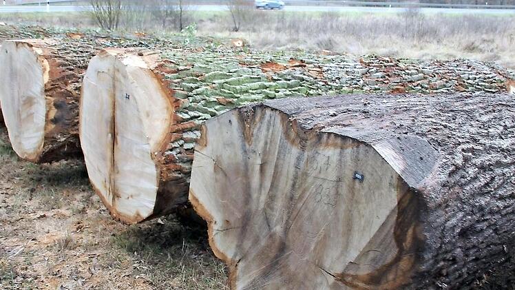 Solch prachtvolle Stämme bringen den Eigentümern bei Wertholzversteigerungen viel Geld ein. Foto: Ralf Kestel/Archiv