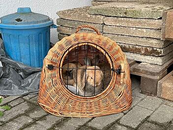 Tierschutzhaus Fürth fassungslos: Drei Tiere ausgesetzt - "keine Informationen, kein Futter"