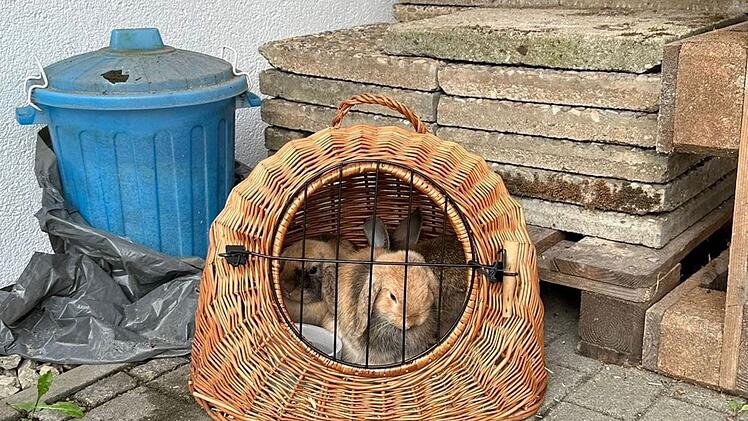 Tierschutzhaus Fürth fassungslos: Drei Tiere ausgesetzt - "keine Informationen, kein Futter"