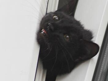 Die Katze musste eine gute halbe Stunde in dieser misslichen Lage ausharren, bevor die Feuerwehr sie befreien konnte. Fotos: Michael Busch