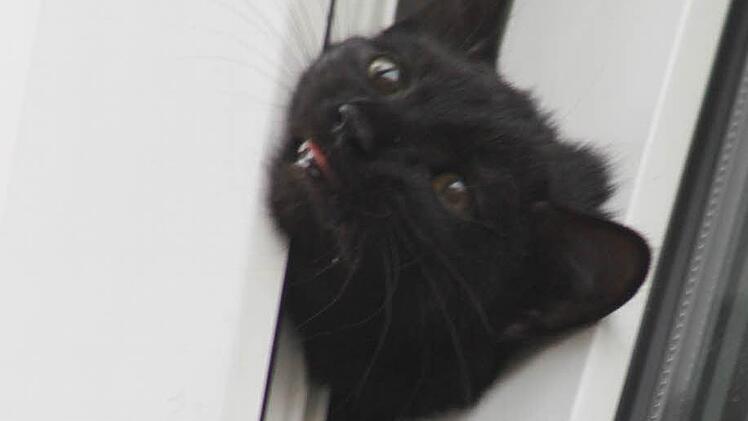 Die Katze musste eine gute halbe Stunde in dieser misslichen Lage ausharren, bevor die Feuerwehr sie befreien konnte. Fotos: Michael Busch