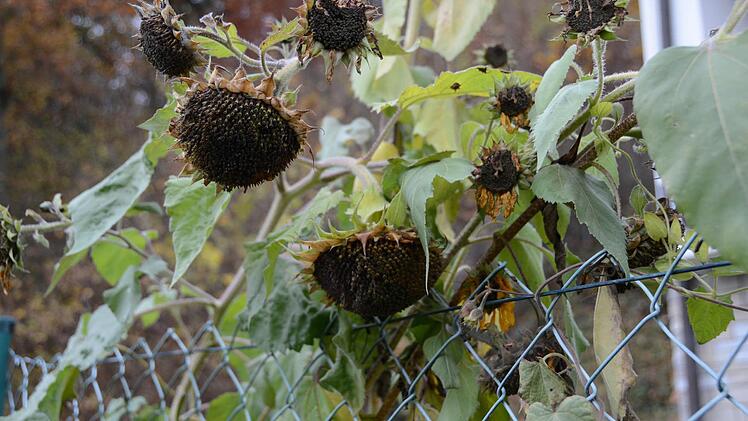 Herbst-Impressionen aus dem Traumgarten Foto: Dagmar Besand