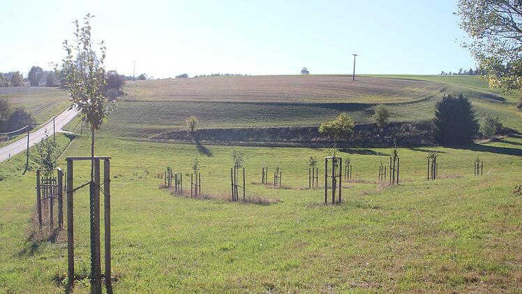 Die neu angepflanzten B&auml;ume brauchen noch Zeit.Foto: Stefanie Gleixner