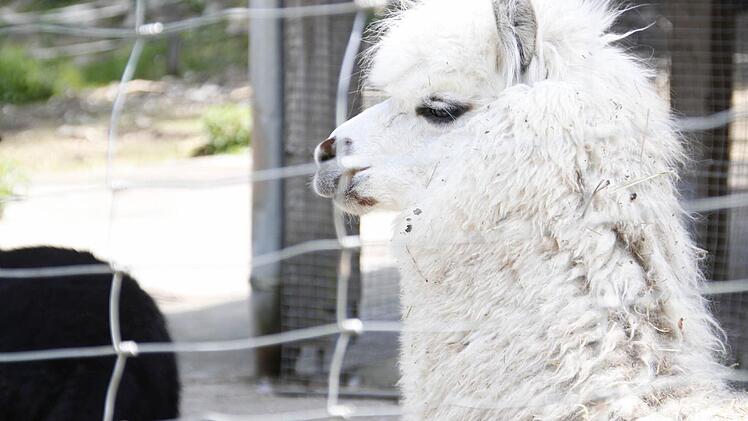 Drei Alpakas starben letztes Jahr über Ostern, weil sie von Besuchern Eibe zu Fressen bekamen.  Fotos: Sarah Dann